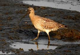 Attēlu rezultāti vaicājumam “Numenius arquata”