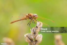Attēlu rezultāti vaicājumam “Sympetrum vulgatum male”