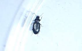 Attēlu rezultāti vaicājumam “Tachyta nana”