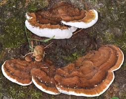 Attēlu rezultāti vaicājumam “Junghuhnia pseudozilingiana”