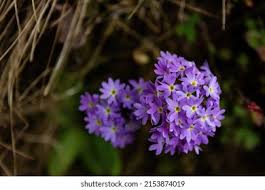 Attēlu rezultāti vaicājumam “Primula farinosa bud”