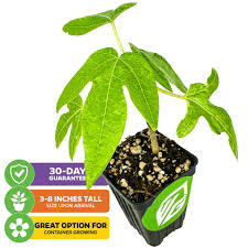 Image result for Carica papaya