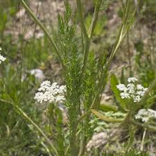 Attēlu rezultāti vaicājumam “Carum carvi leaf”