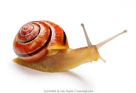 Attēlu rezultāti vaicājumam “Cepaea hortensis”