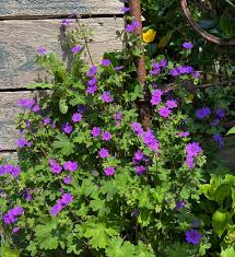Attēlu rezultāti vaicājumam “Geranium pyrenaicum flower”