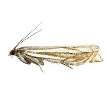 Attēlu rezultāti vaicājumam “Crambus lathoniellus”