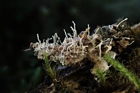 Attēlu rezultāti vaicājumam “Claustria didermoides macro”