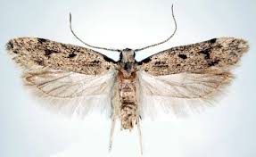 Attēlu rezultāti vaicājumam “Gelechia rhombella”