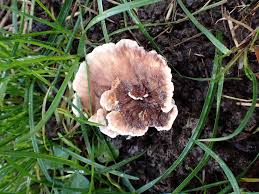 Attēlu rezultāti vaicājumam “Abortiporus biennis”