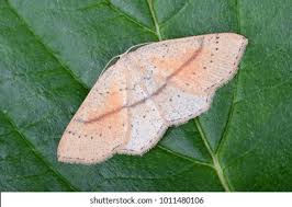 Attēlu rezultāti vaicājumam “Cyclophora punctaria”