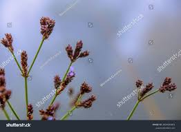 Attēlu rezultāti vaicājumam “Luzula multiflora”