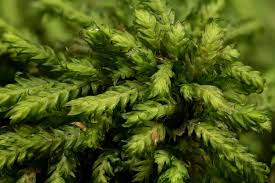 Attēlu rezultāti vaicājumam “Fissidens taxifolius sporophyte”