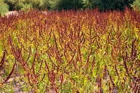 Attēlu rezultāti vaicājumam “Rumex”