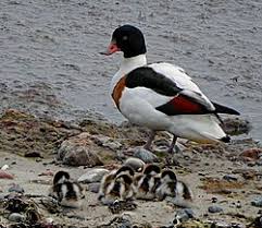 Attēlu rezultāti vaicājumam “Tadorna tadorna”