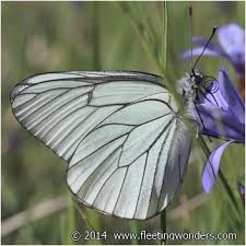 Attēlu rezultāti vaicājumam “Aporia crataegi female”