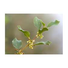 Attēlu rezultāti vaicājumam “Frangula alnus flower”