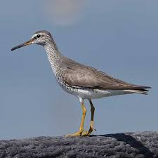 Image result for Tringa brevipes