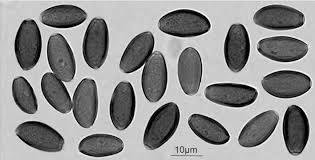 Attēlu rezultāti vaicājumam “Protostropharia alcis”