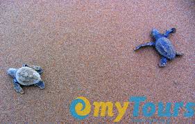Image result for Caretta caretta
