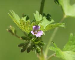 Attēlu rezultāti vaicājumam “Geranium pusillum leaf”