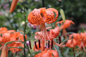 Attēlu rezultāti vaicājumam “Lilium lancifolium flower”