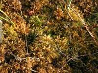 Attēlu rezultāti vaicājumam “Sphagnum molle”