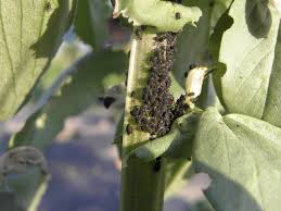 Attēlu rezultāti vaicājumam “Aphis fabae”