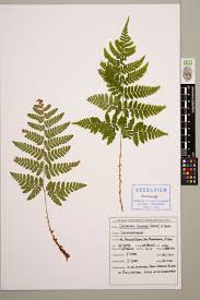 Attēlu rezultāti vaicājumam “Dryopteris dilatata”