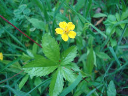 Attēlu rezultāti vaicājumam “Potentilla reptans flower”