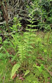 Attēlu rezultāti vaicājumam “Dryopteris cristata”