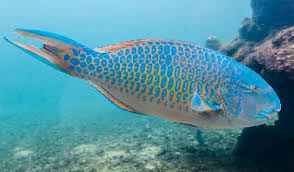 Image result for Scarus psittacus