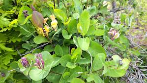 Attēlu rezultāti vaicājumam “Lonicera caprifolium”