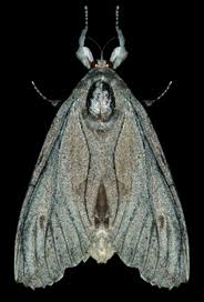 Attēlu rezultāti vaicājumam “Cossidae”