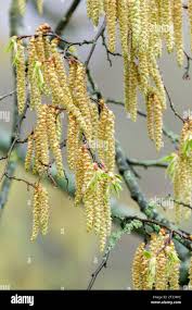 Attēlu rezultāti vaicājumam “Carpinus betulus female flower”