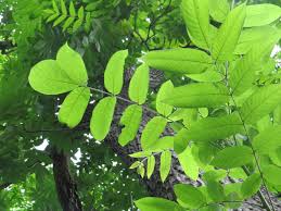 Attēlu rezultāti vaicājumam “Juglans cinerea leaf”