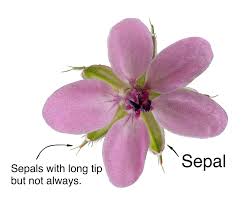 Attēlu rezultāti vaicājumam “Erodium cicutarium”