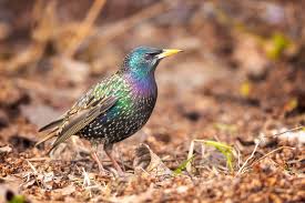 Attēlu rezultāti vaicājumam “Sturnus vulgaris”