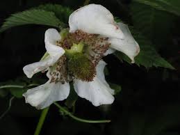 Attēlu rezultāti vaicājumam “Rubus illecebrosus”