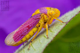 Attēlu rezultāti vaicājumam “Javesella pellucida female”