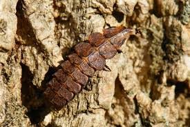 Attēlu rezultāti vaicājumam “Therevidae larva”