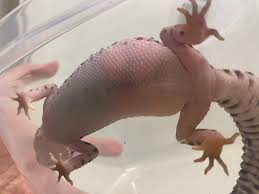 Image result for gravidity leopard gecko