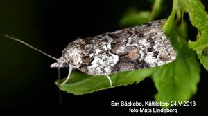 Attēlu rezultāti vaicājumam “Nycteola degenerana”