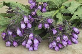 Image result for Symphytum officinale