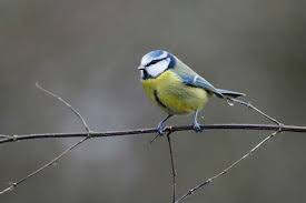 Image result for Cyanistes caeruleus
