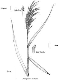 Attēlu rezultāti vaicājumam “Phragmites communis leaf”