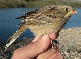 Attēlu rezultāti vaicājumam “Emberiza citrinella juvenile”