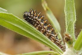 Attēlu rezultāti vaicājumam “Mellicta athalia underside”