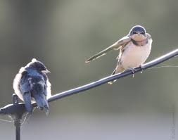 Attēlu rezultāti vaicājumam “Hirundo rustica juvenile”