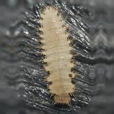 Attēlu rezultāti vaicājumam “Leiodidae larva”