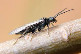 Attēlu rezultāti vaicājumam “Tenthredinidae”